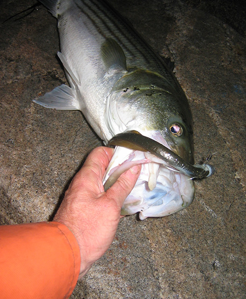 Use plastic lures weighted with jigheads 