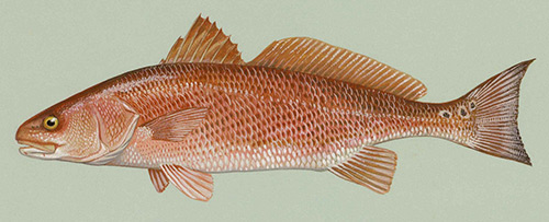 Red drum