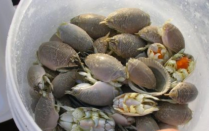 They are most effective fishing around jetties and back bays