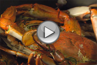 Steamed blue crabs