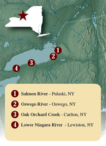 After three to five years feeding and growing in Lake Ontario, king salmon return to the tributaries where they were spawned (or stocked) each fall.