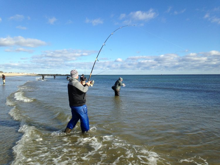 A surfcaster fights a bass in Spring Lake.