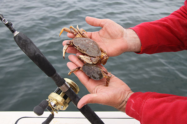 Bill Taylor favors large baits, like these big white crabs