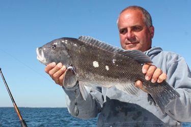 Tautog Tips From The Pros