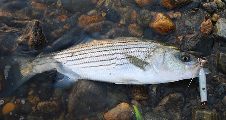 This striper swiped the trailing topwater plug of a popper/teaser combination.