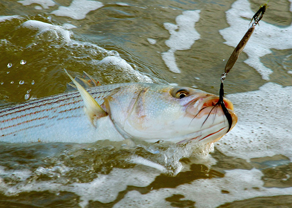 Dressing the hook of a metal lure with black saddle hackles can draw more strikes from sand-eel-crazed stripers.