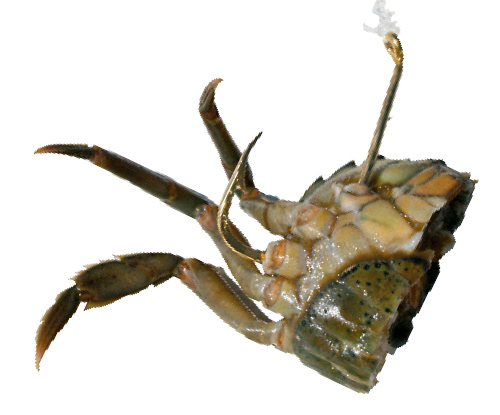 Hook crabs through the leg sockets to keep them on the hook long enough to withstand the attacks of  smaller bait-stealers.