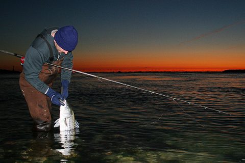 Late migrating stripers