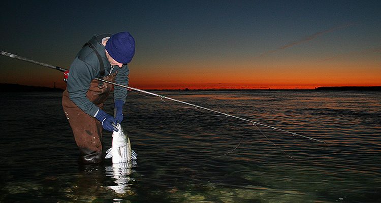 Late migrating stripers