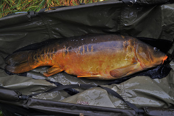 I lifted the fish in the sling and it weighed 43 pounds, 5 ounces