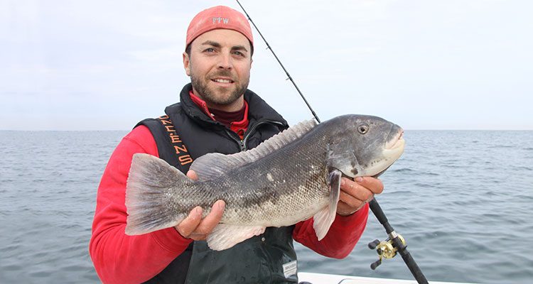 When fishing the right spot for tautog it feels like something special is about to happen. If you fish it right, you will be rewarded with big fish.