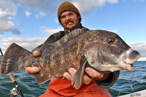 Hard-fighting, great-eating and with a face only a mother could love, the tog is one of the most popular species on Long Island.