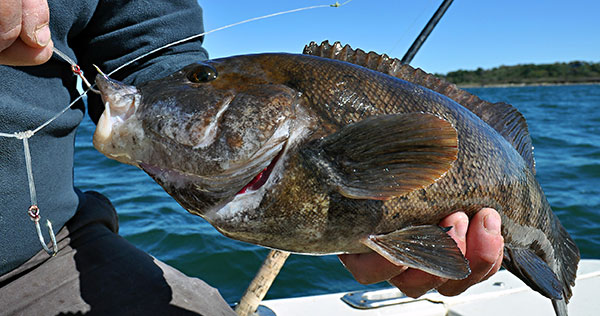 Tautog are big-time baitstealers, so getting a good hookset requires patience and practice.
