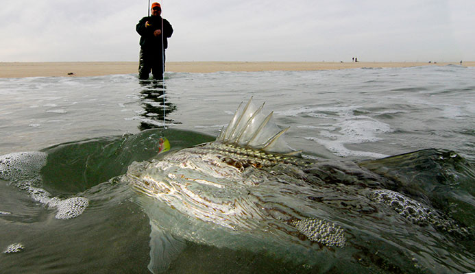 The Legend Of The Late Season Cows