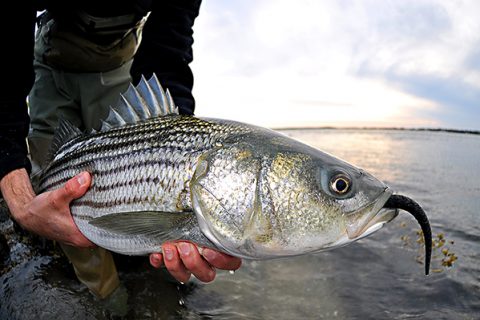 NY striped bass