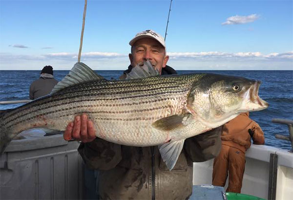The bigger rips hold more stripers as they offer a better hunting scenario for striped bass.