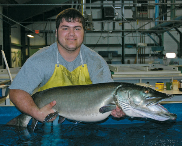 A broodstock female muskie trap-netted from Greenwood Lake.