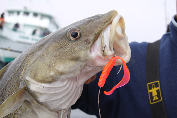 The curly-tail design is a staple across all types of soft-plastics, for everything from panfish to cod.