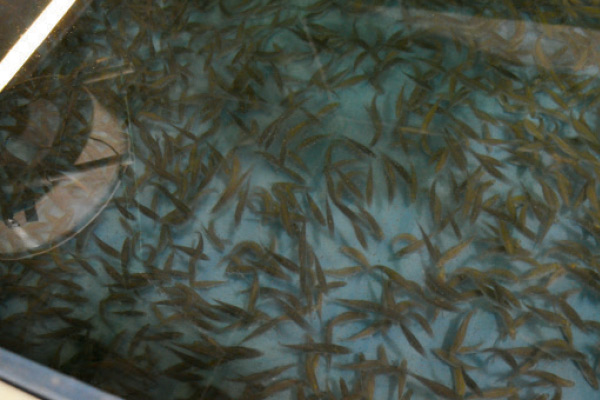 The next generation of New Jersey’s hybrid striped bass.