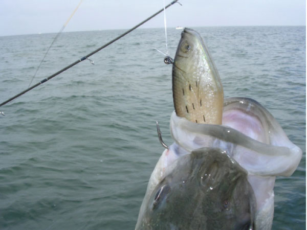 Live eels, live spot and jigs are the most effective baits for fall stripers off Cape May Point.