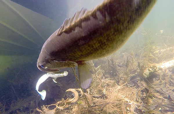 Curly tails add natural motion to most lures