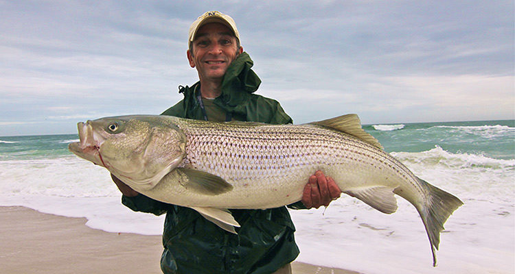 Though the November surf is dominated by abundant smaller bass, when big bait moves in, big stripers are often hot on their tails.