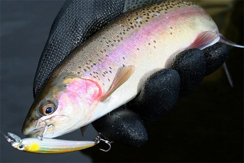 Raibow trout on Yo-Zuri Pins Minnow