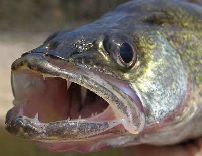 walleye