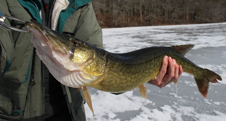 Black Ice, Best Bite