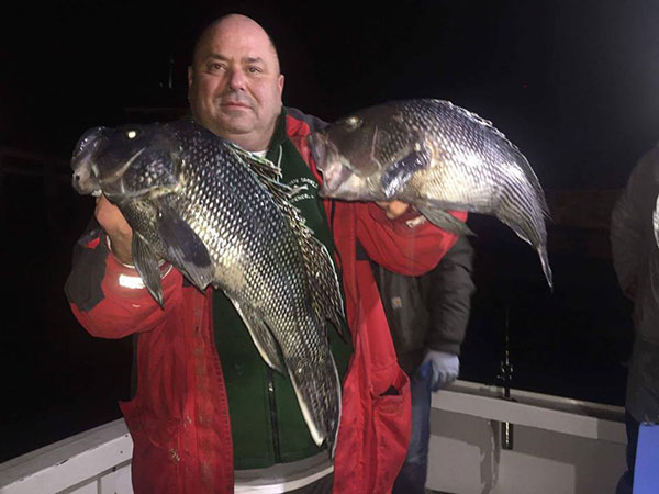David Henault of Ocean State Tackle caught sea bass and cod aboard Capt. Rob Taylor’s boat.