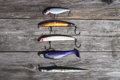 Dissecting Lure Colors for Striped Bass