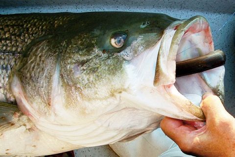 No Such Thing As Too Big