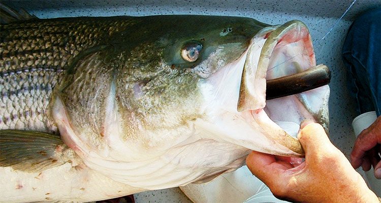 No Such Thing As Too Big