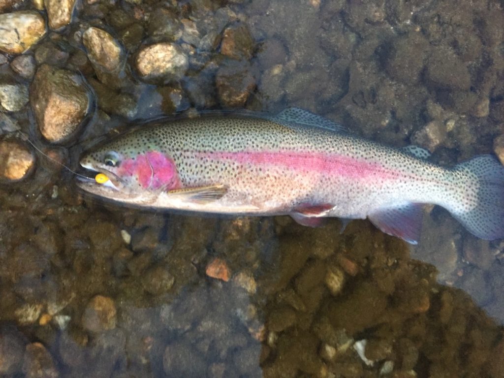rainbow trout