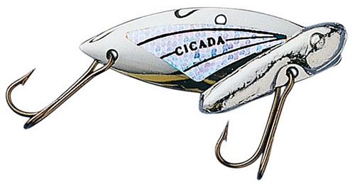 Reef Runner Cicada