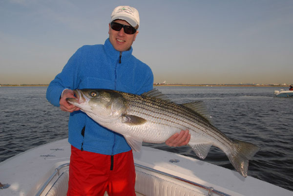 Christmas came early for this striped bass angler