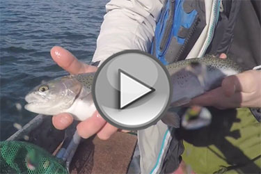 Grass shrimping for winter trout