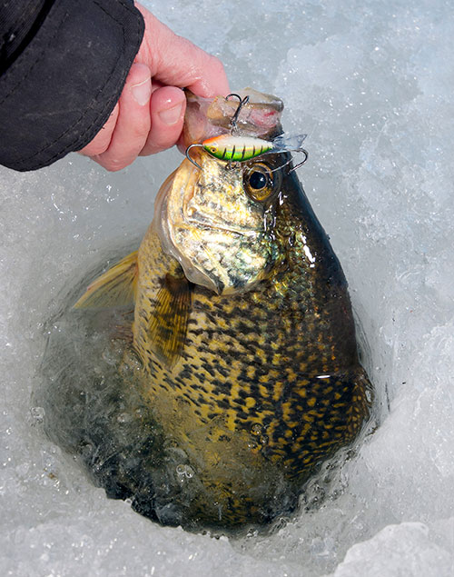 hard-water crappie