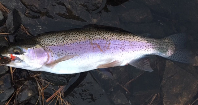 Rainbow Trout