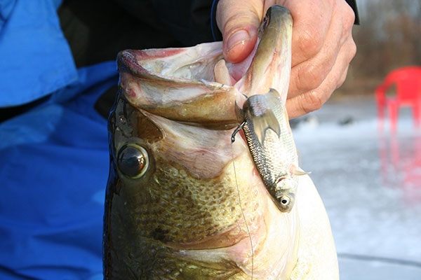 Feed largemouth bass the largest baits you can get your hands on.
