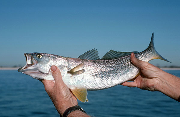 Smaller weakfish will remain in the bay through the summer.