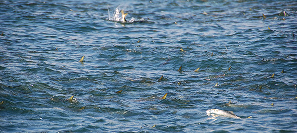 Thanks to the excess nutrients dumped into bay by the Jamaica and Rockaway Sewage Treatment centers, Jamaica Bay has frequent algal blooms which attract massive amounts of the filter feeding Atlantic menhaden &ndash; a favorite snack of massive stripers and blues.