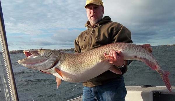 A huge example of the muskies caught on the Saint Lawrence River.