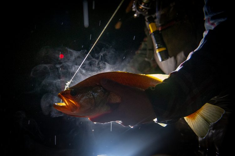 An early-fall nighttime largemouth.