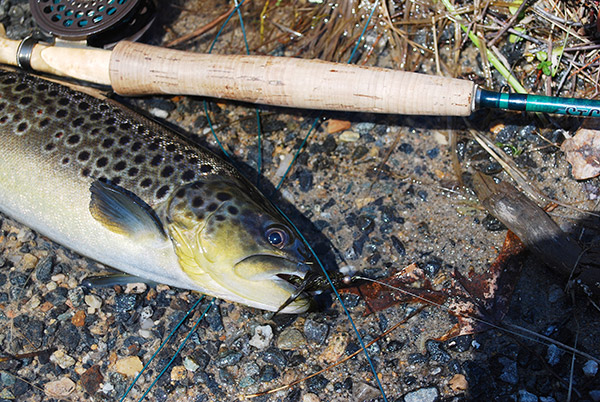 Featherweight fly-fishing can make a trout like this one put up an even more exciting battle.