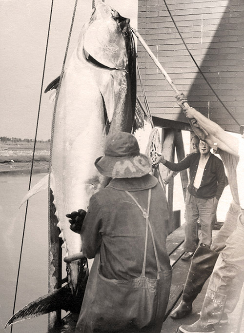 Hoisting a giant tuna onto the pier in Barnstable Harbor.