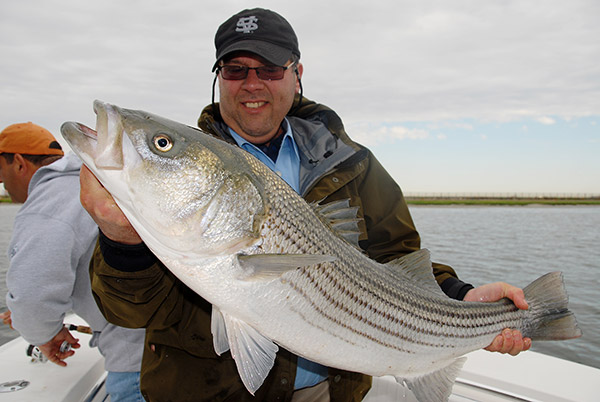 Large stripers move into the bay in the spring and fall to feed on the abundant baitfish.