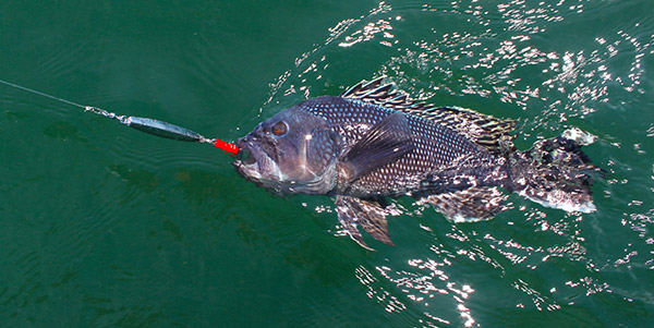 Diamond jigs can be very effective for targeting large sea bass.