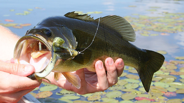 largemouth bass