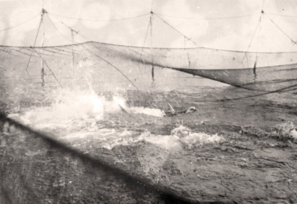 A nervous school of tuna explodes within the confines of the weir.